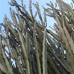 Bed & Breakfast Il Girasole *