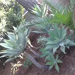 Il Girasole Noto