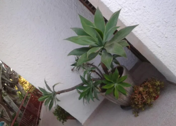 לינה וארוחת בוקר Il Girasole נוטו