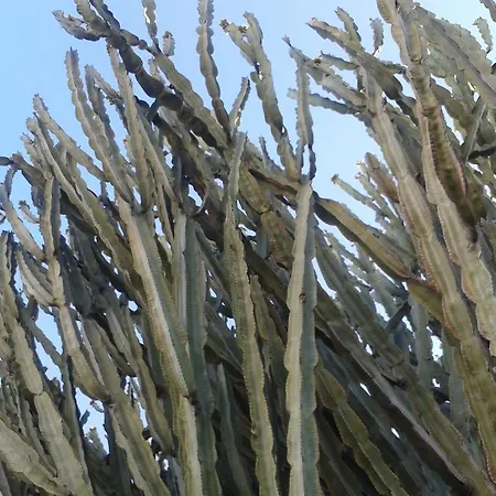 Alojamento de Acomodação e Pequeno-almoço Il Girasole *