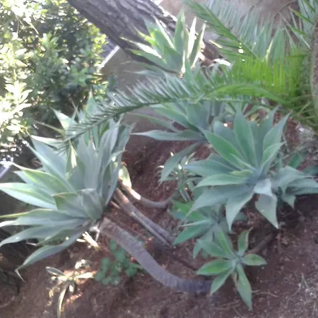 Il Girasole Noto