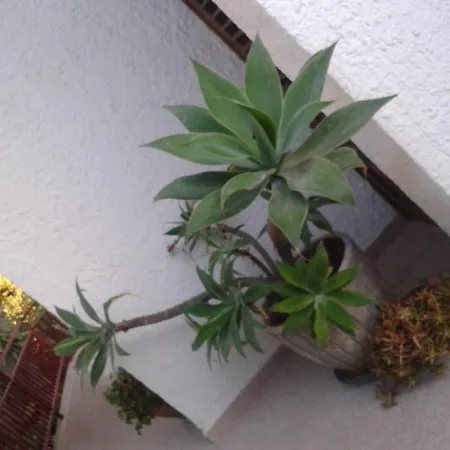 Bed & Breakfast Il Girasole Noto